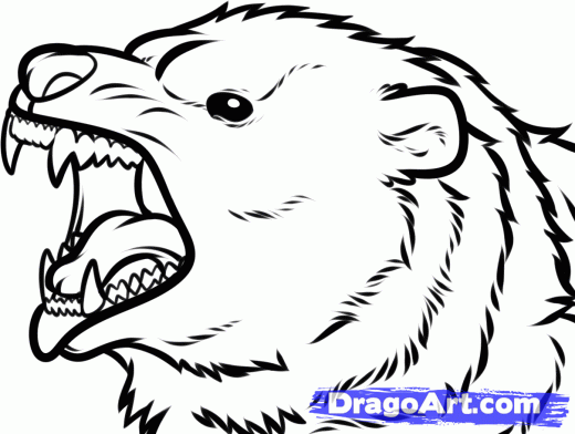 520x392 Learn How To Draw A Bear Face, Grizzly Bear, Forest Animals