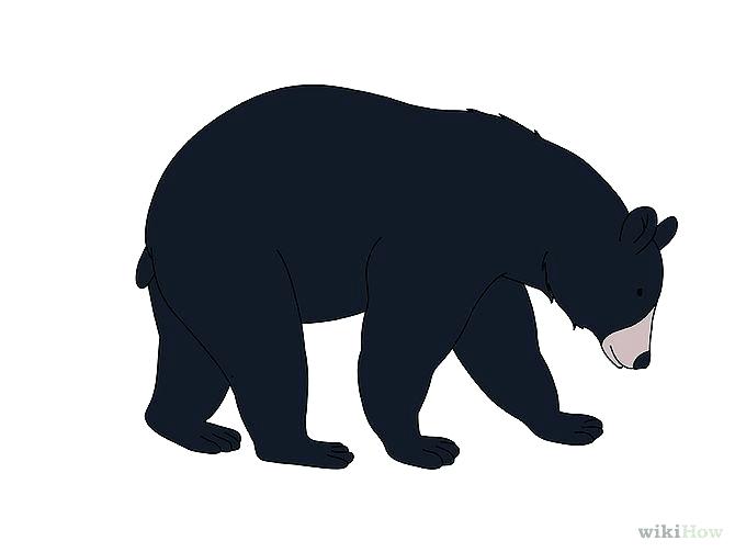 670x503 How To Draw A Black Bear