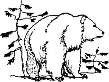 357x269 Grizzly Bear