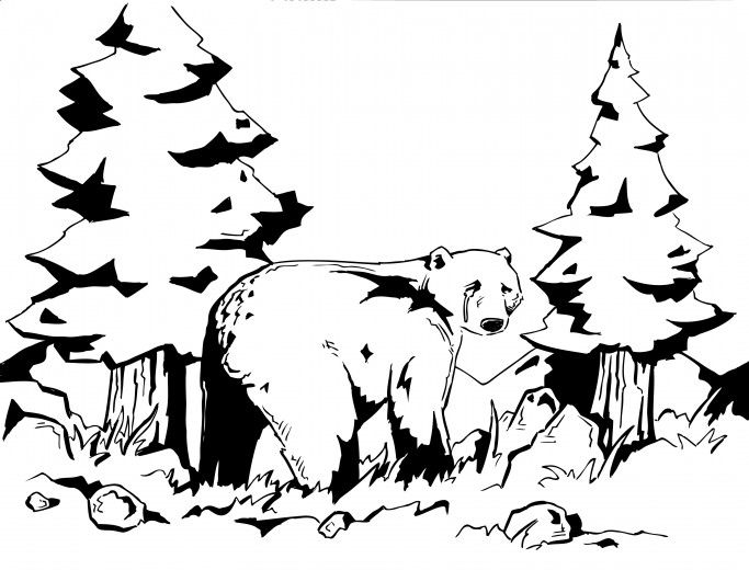 683x520 Grizzly Bear Illustrations Line Drawings Illustration