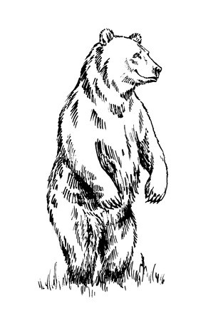 299x450 Black And White Engrave Ink Draw Isolated Vector Grizzly Bear