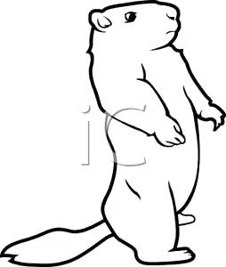 254x300 groundhog black and white groundhog day color and black and white