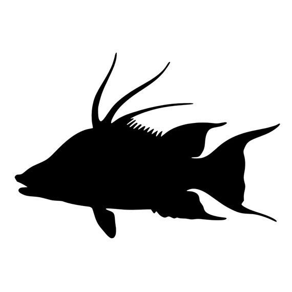 570x570 hogfish vinyl diecut decal fishing car truck window laptop grouper