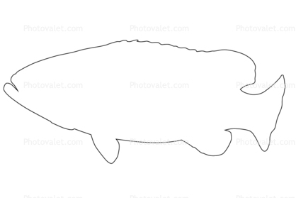 418x279 outline of queensland grouper