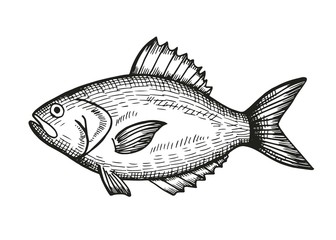 336x240 grouper fish sketch vector