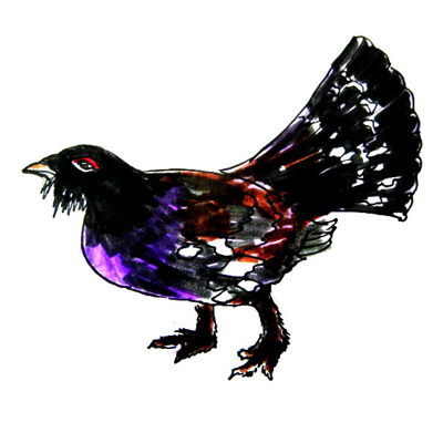 400x400 How To Draw A Wood Grouse Step