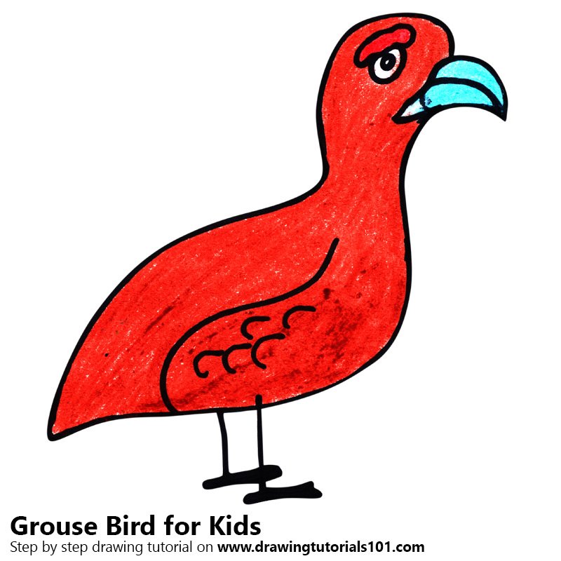 800x800 Learn How To Draw A Grouse Bird For Kids
