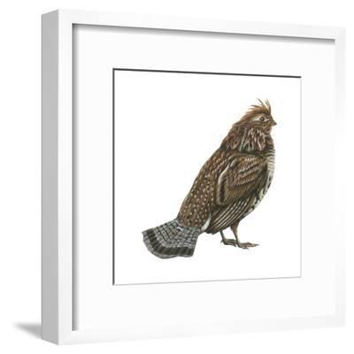 400x400 Ruffed Grouse