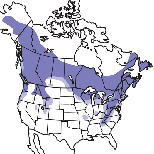 525x525 ruffed grouse audubon field guide