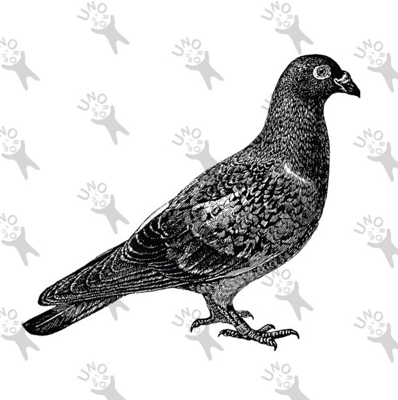 794x797 Vintage Black And White Image Pigeon Bird Dove Instant Etsy