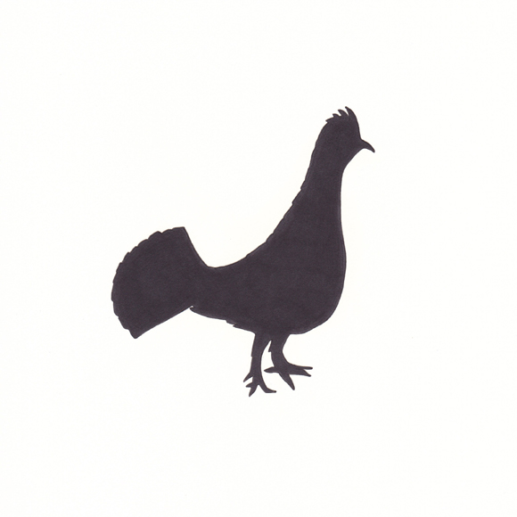 580x580 Birds Without Borders Rachelle Vasquez