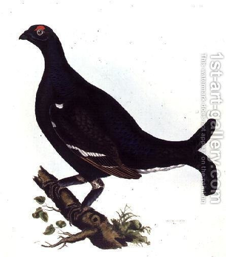 445x506 Black Grouse, From Illustrations Of British Ornithology Painting