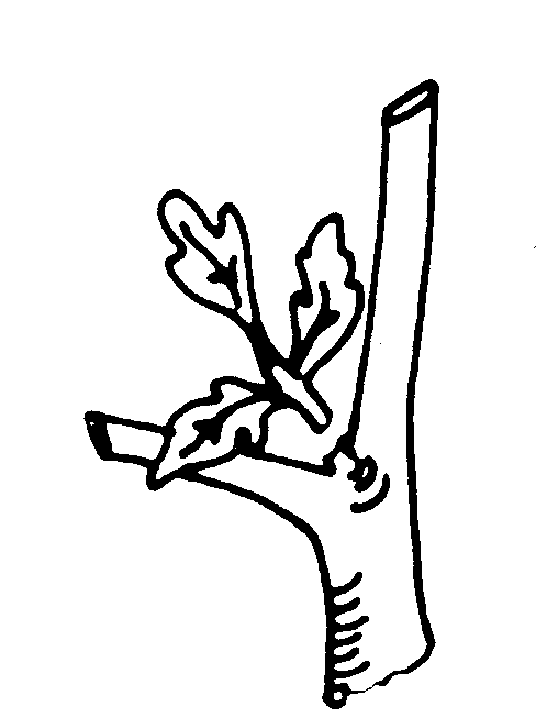 488x653 hla growing tomatoes in the home garden osu fact sheets