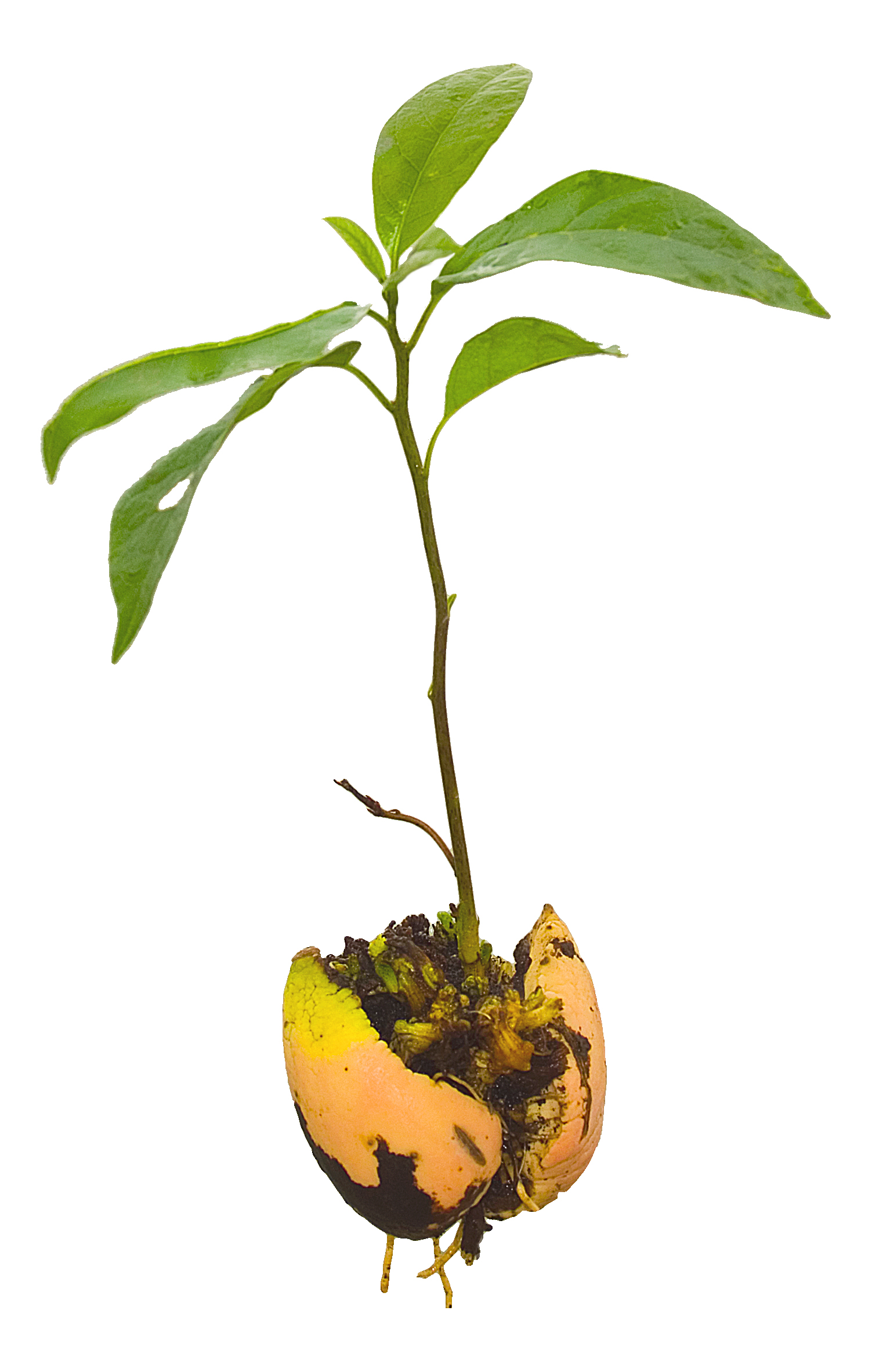1503x2364 Growing Avocados From Seeds Without Using Tootphicks