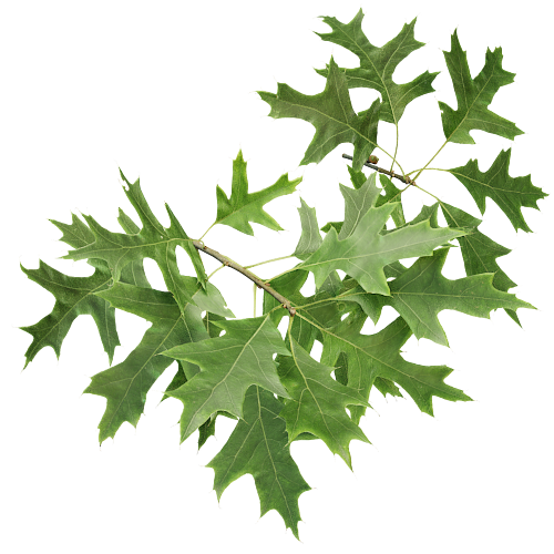 500x500 Tree Growing Software