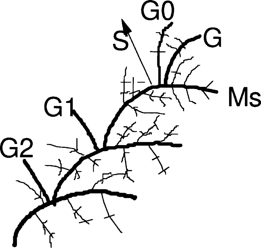 850x808 Schematic Drawing Of H Splendens Segment Chain In Autumn, Show