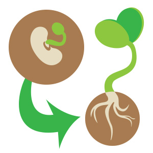 300x300 starting plants from seed for the home gardener uga cooperative