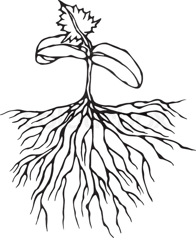 Growing Plant Drawing | Free download on ClipArtMag