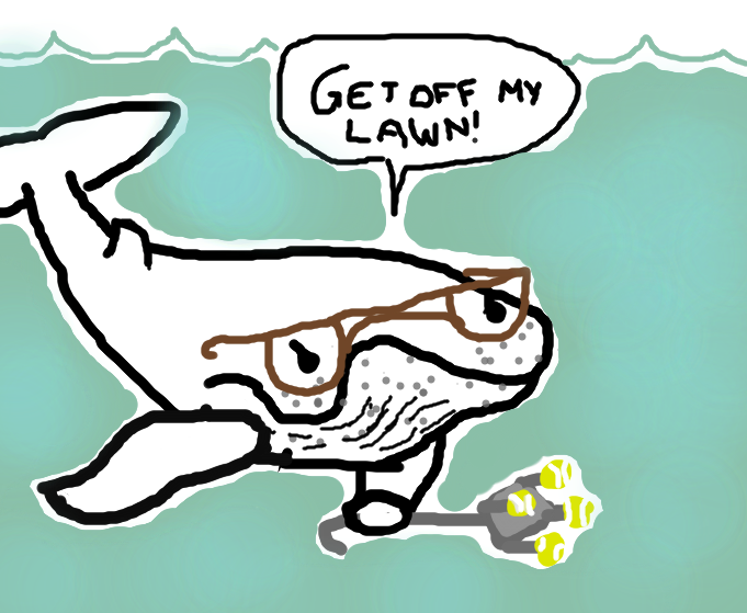 681x559 grumpy whale drawing currently set as my background whales