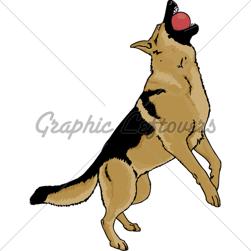 500x500 German Shepherd Catching A Red Ball Gl Stock Images