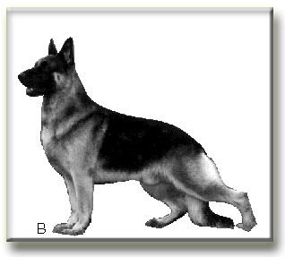 318x287 Leerburg Dog Training Balance Problems With The American Show