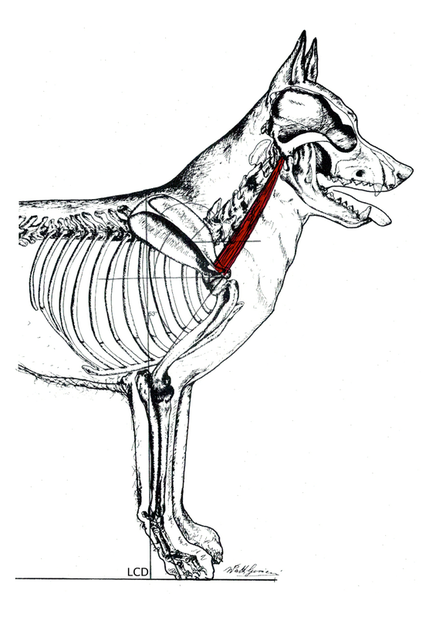 436x617 The Forequarter Of The German Shepherd Dog