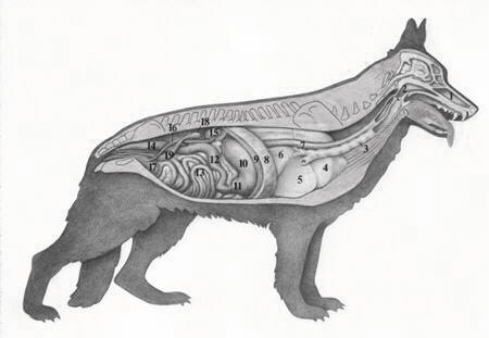 450x311 Gsd Anatomy German Shepherd Dog Club Of Greater Washington, Dc