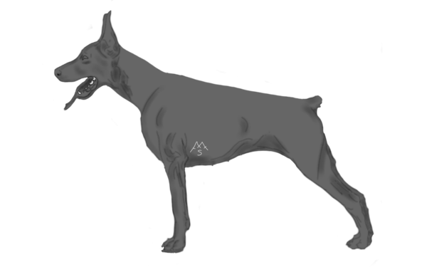 600x375 Collection Of Free Doberman Drawing Female Download On Ui Ex