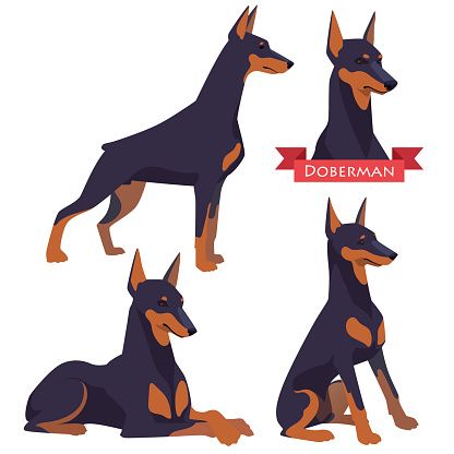 416x416 doberman pinscher clip art, vector images illustrations
