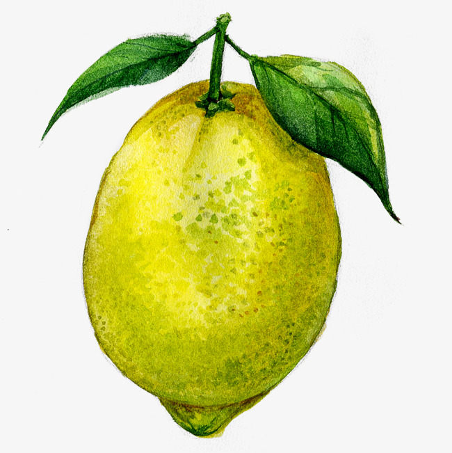 650x651 images of guava drawing clipart