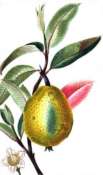 336x572 characteristics of guava plant botanical online