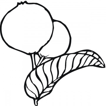 360x360 clipart black and white guava