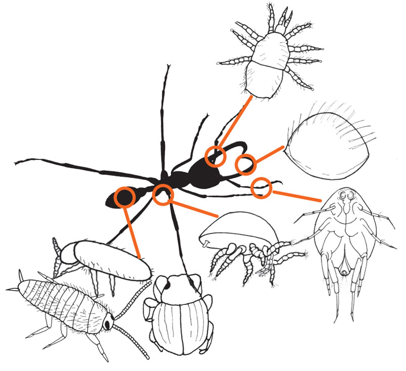 805x736 Fact Sheet On The Rettenmeyer Army Ant Guest Collection