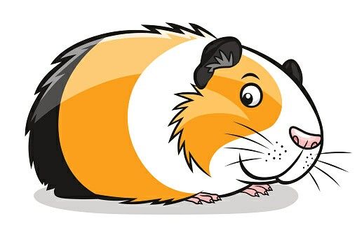 509x339 cartoon guinea pig drawings guinea pigs, pig illustration