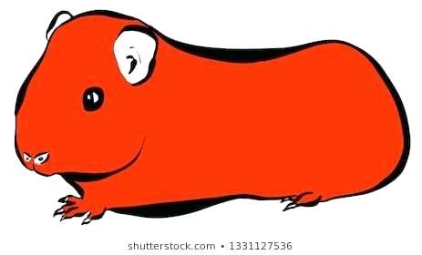 463x280 How To Draw A Guinea Pig Step