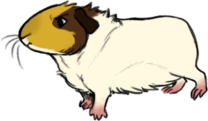 Guinea Pig Drawing | Free download on ClipArtMag