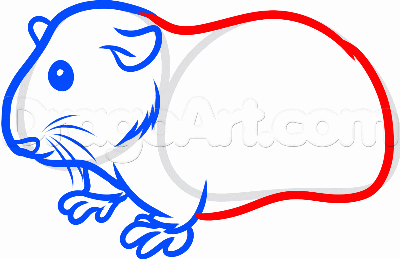 1285x831 How To Draw A Guinea Pig, Step