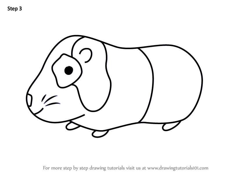 844x598 Learn How To Draw A Guinea Pig For Kids