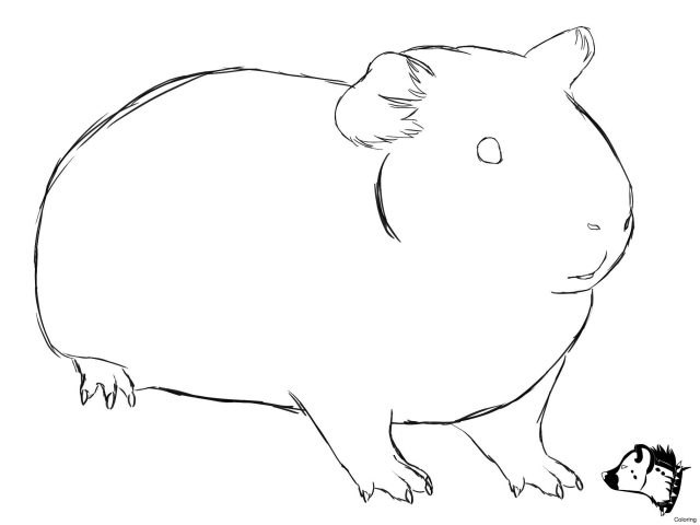 640x480 New Guinea Pig Drawing Leversetdujourfo Free Coloring Book