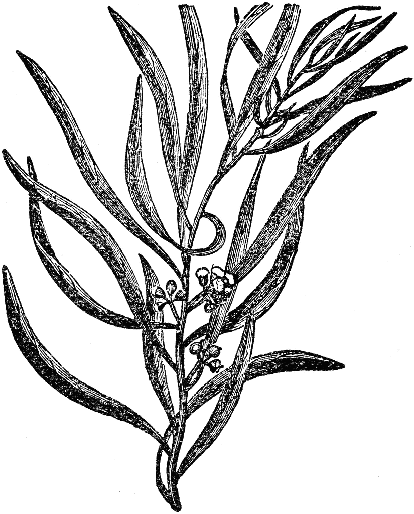 825x1024 Eucalyptus Drawing Gum Tree For Free Download