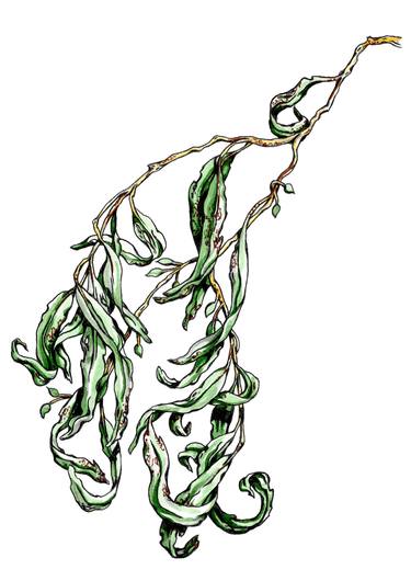 375x530 Gum Leaves No Drawing