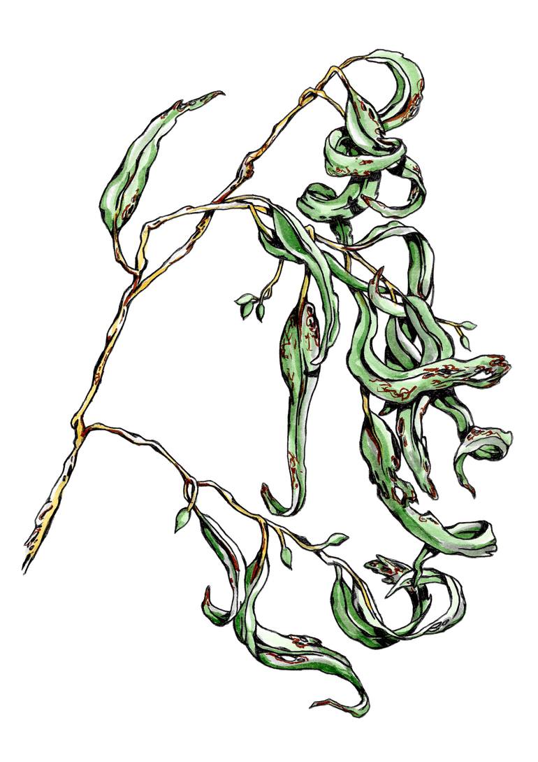 770x1089 Gum Leaves Drawing