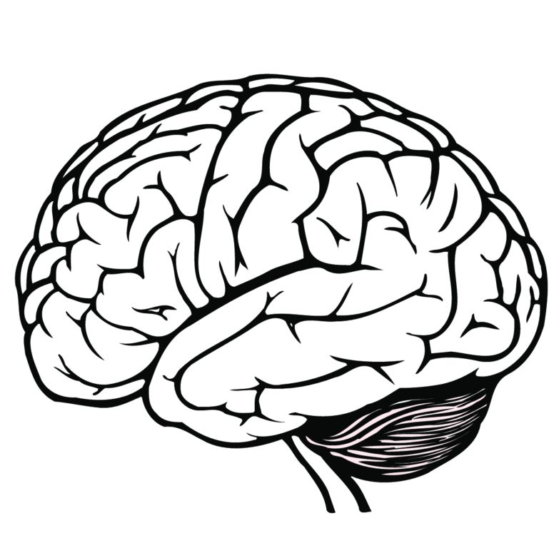 776x768 Huge Collection Of 'cartoon Brain Drawing' Download More Than