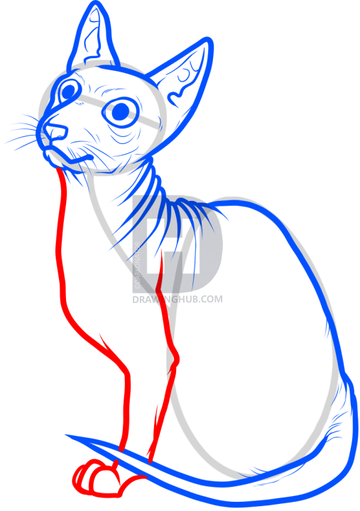 507x720 how to draw a sphynx cat, step