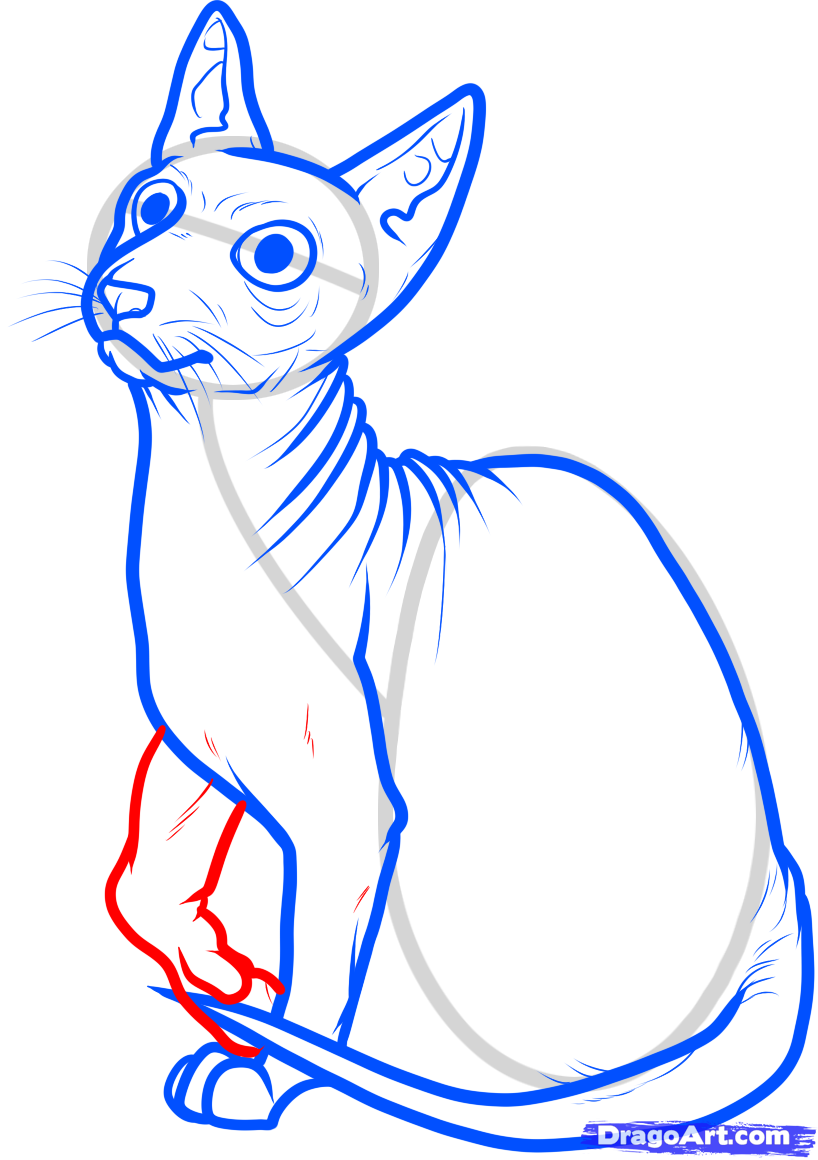 818x1160 how to draw a sphynx cat, step