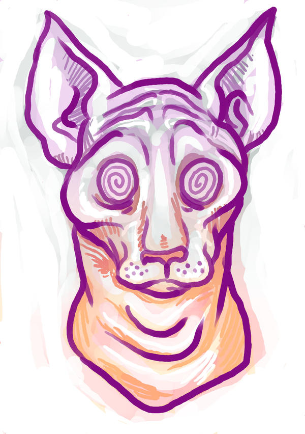 600x852 sphynx cat