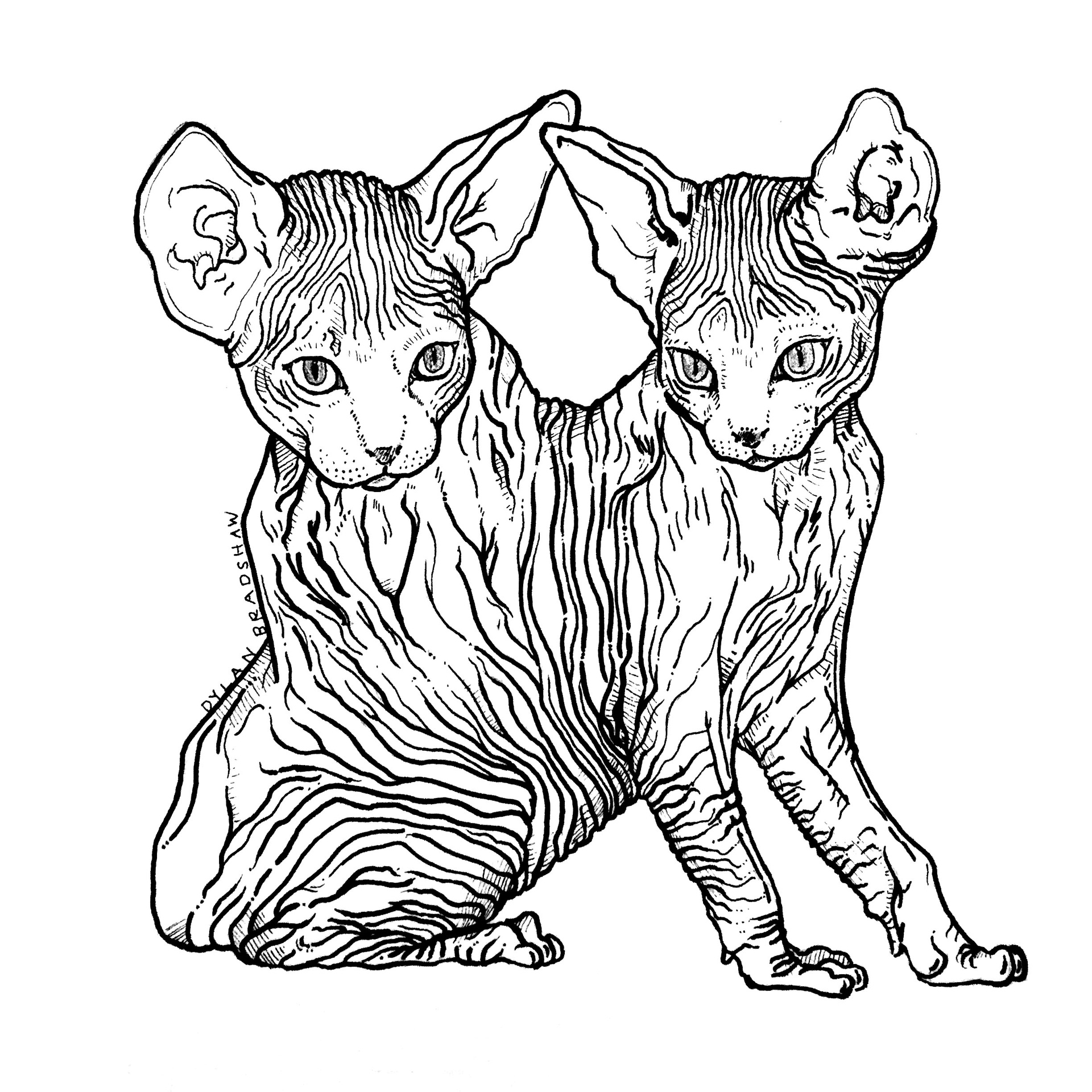 1920x1920 sphynx cat small ear