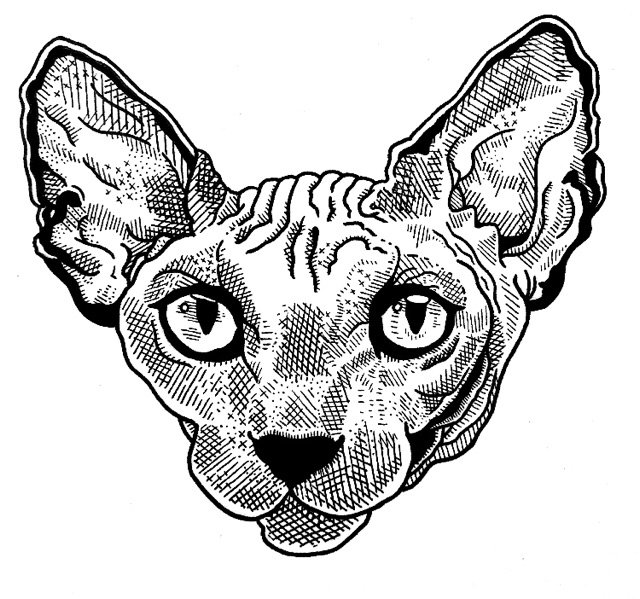 640x599 surrealpsycho sphynx cat sticker