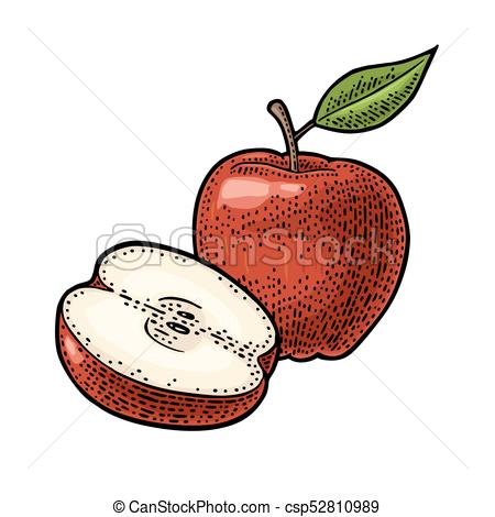450x470 Apple Whole And Half With Leaf Vintage Color Engraving
