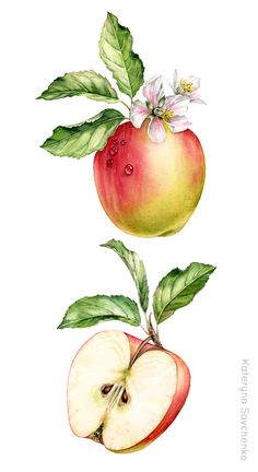 236x432 Roger Kent Botanical And Landscape Illustrator Fruits